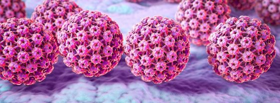 HPV Vírus do Papiloma Humano Sintomas Transmissão Cura e tratamento Dr Saúde