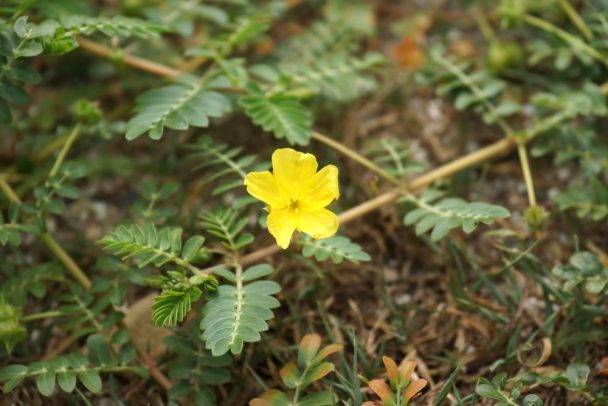 Tribulus Terrestris Bom Para Qu Para Que Serve Benef Cios E