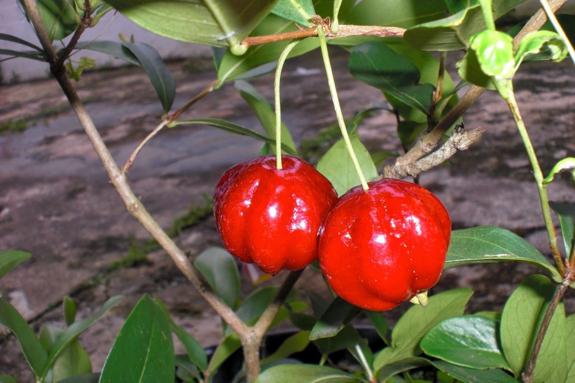 Pitanga Do Cerrado Fruta Origem Benefícios E Malefícios Dr Saúde 4554